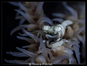 Tiny shrimp with big eyes by Nonna Pokras 